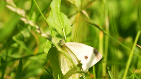 Pequeña-Mariposa-Blanca-De-Repollo-Sentada-En-El-Tallo-De-La-Hierba-Bajo-La-Brillante-Luz-Del-Sol