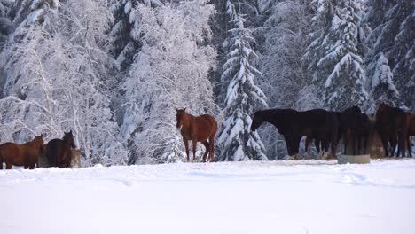 horses are happy about the snow