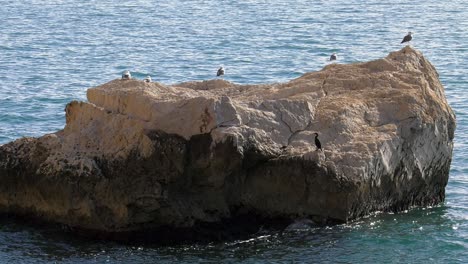 seabirds on rock in water, seagulls and cormorant, zoom out