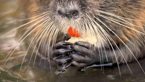 adult sweet nutria myocastor coypus eating with hands inside lake,macro close up