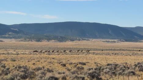 dozens of mule deer running across a wide grassland in the wilderness of colorado, usa