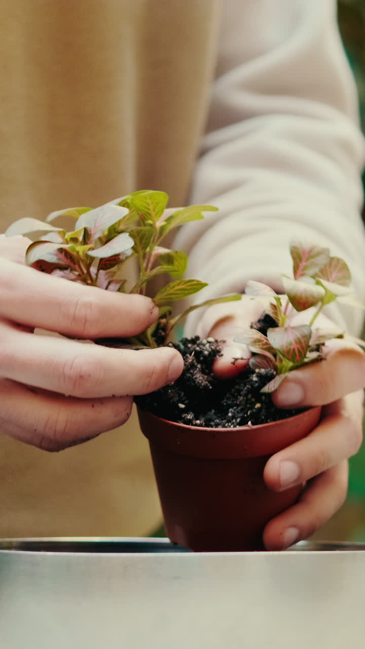 Primo piano di mani che rinvigoriscono una piccola pianta d'appartamento di Fittonia