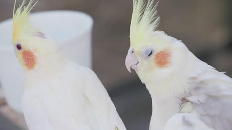 two white cockatiels