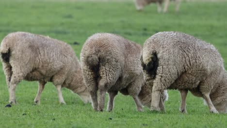 ovejas comiendo hierba en un campo exuberante