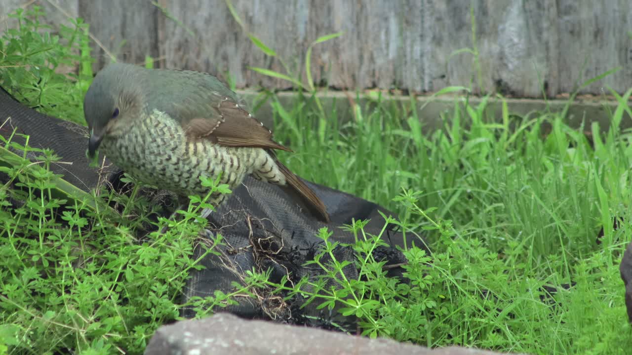 Green Bird in the Grass