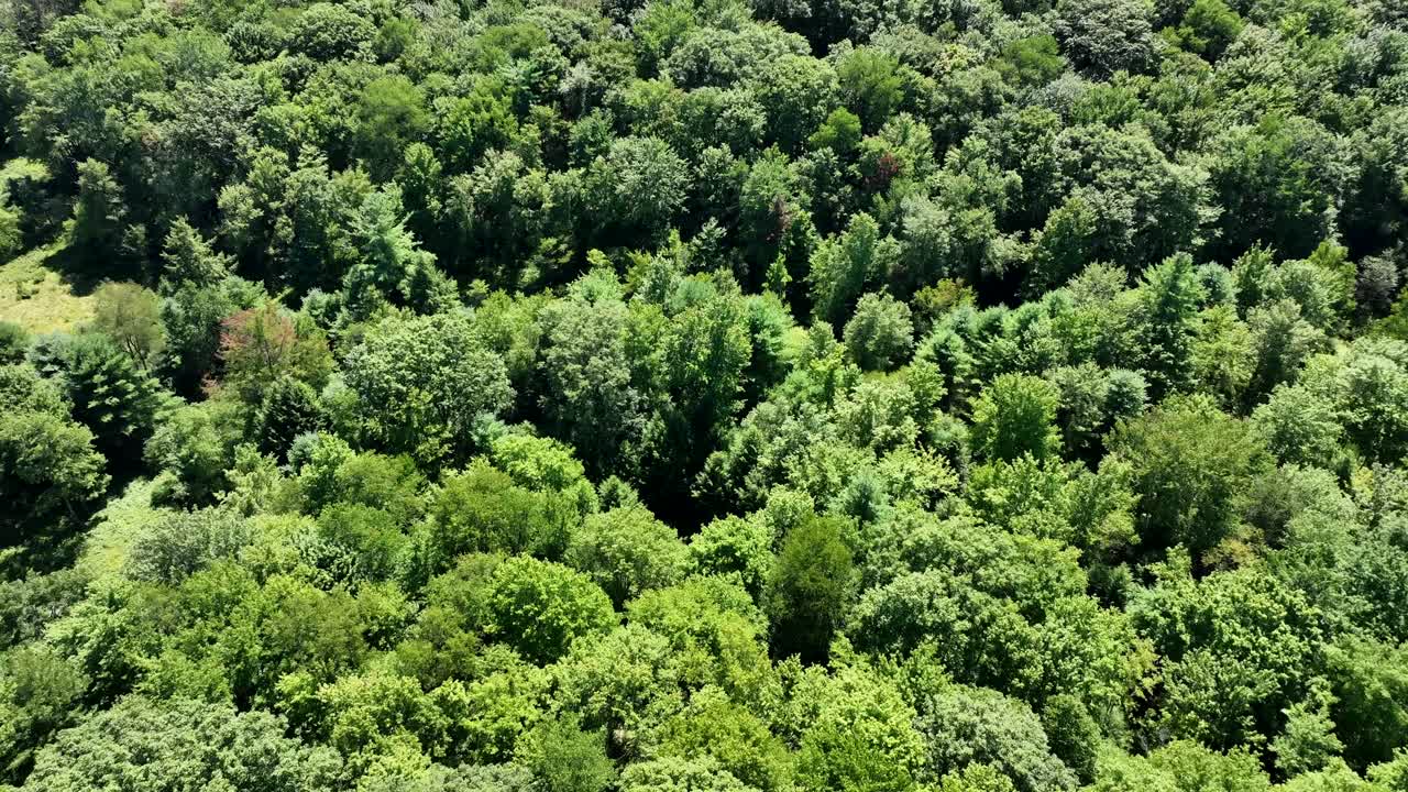 アパラチア山脈の麓に広がる、ペンシルベニア州北部にある美しい緑の森の空撮。