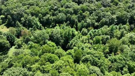 an aerial view of the beautiful green forests of northern pennsylvania in the appalachian foothills