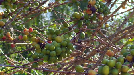 granos de café verdes en la planta