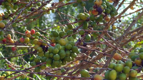 green coffee beans on the plant