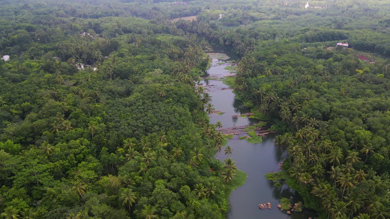 una toma aérea de un dron capturando las ricas texturas del bosque de kerala, con un río brillando en medio de los cocoteros.