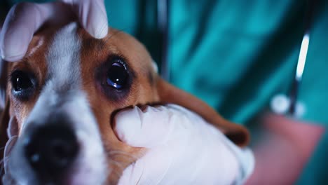perro cachorro beagle de 4k en el veterinario, el médico chequea los ojos