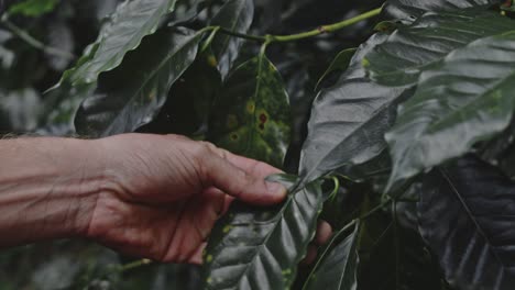 coffee plant inspection