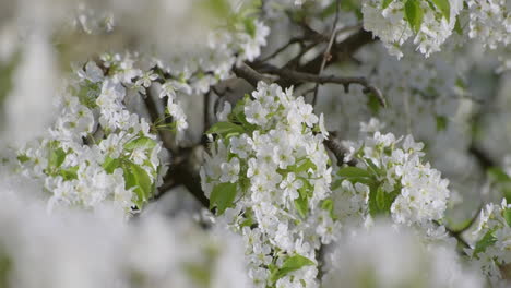 Primer-Plano-De-Flores-Blancas-De-Cerezo-Con-Delicados-Pétalos-Y-Hojas-Verdes-Frescas,-Anunciando-La-Alegre-Llegada-De-La-Primavera