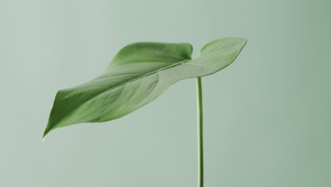 close up of green leaf on white background with copy space in slow motion