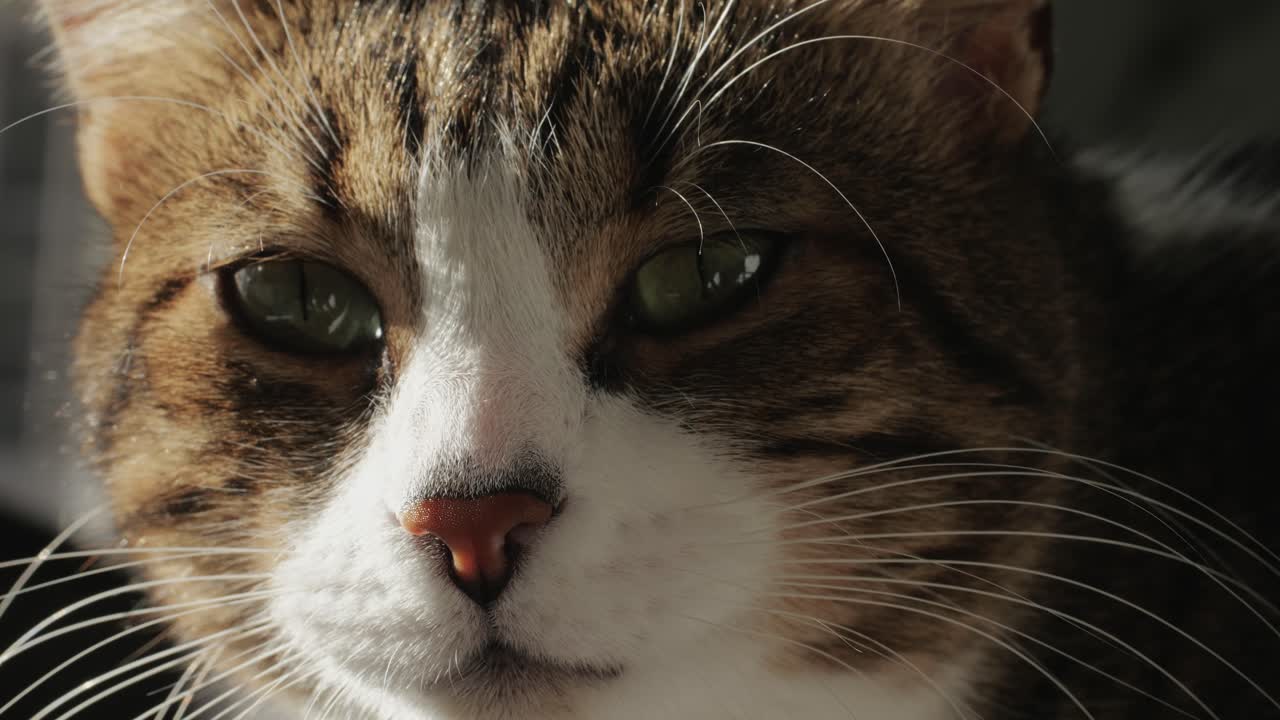 Close-up of tricolor cat sitting and looking . Kitty with yellow eyes. Pet at home