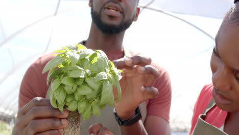 holding basil plant, farmer explaining hydroponic farming techniques to colleague