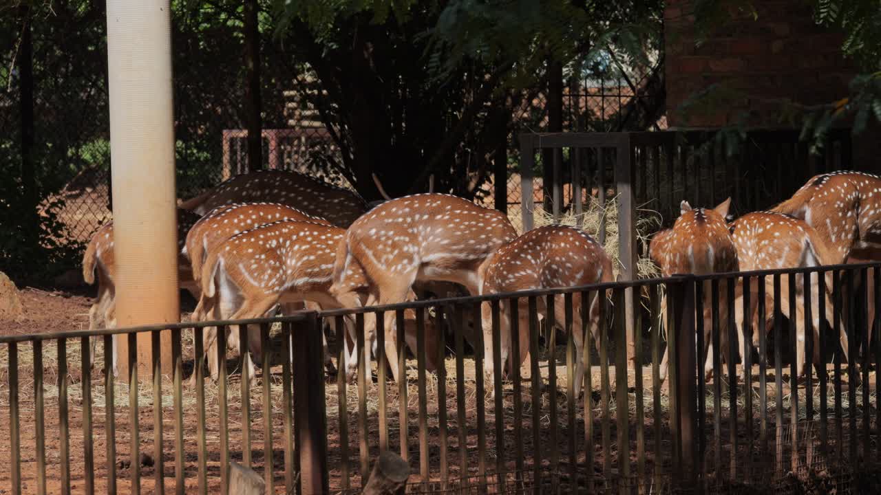Herd of axis deer grazing in a zoo in daylight