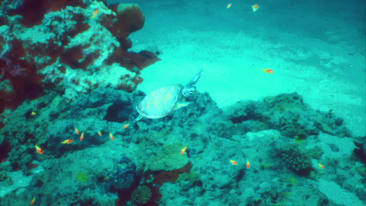 Sea turtle swimming gracefully over rocky ocean floor in vibrant coral reef