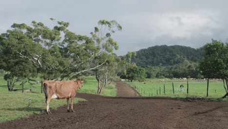 Wide-shot-of-a-cow-by-the-fence-on-a-farm