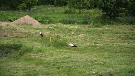 view of beautiful white storks looking for food in the green field in sumer in lithuania