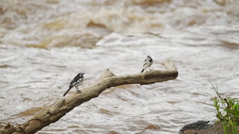 pied wagtail bird in africa, small little black and white african birds on wildlife safari in masai mara, kenya, perching on branch, perched on perch by mara river, maasai mara birdlife