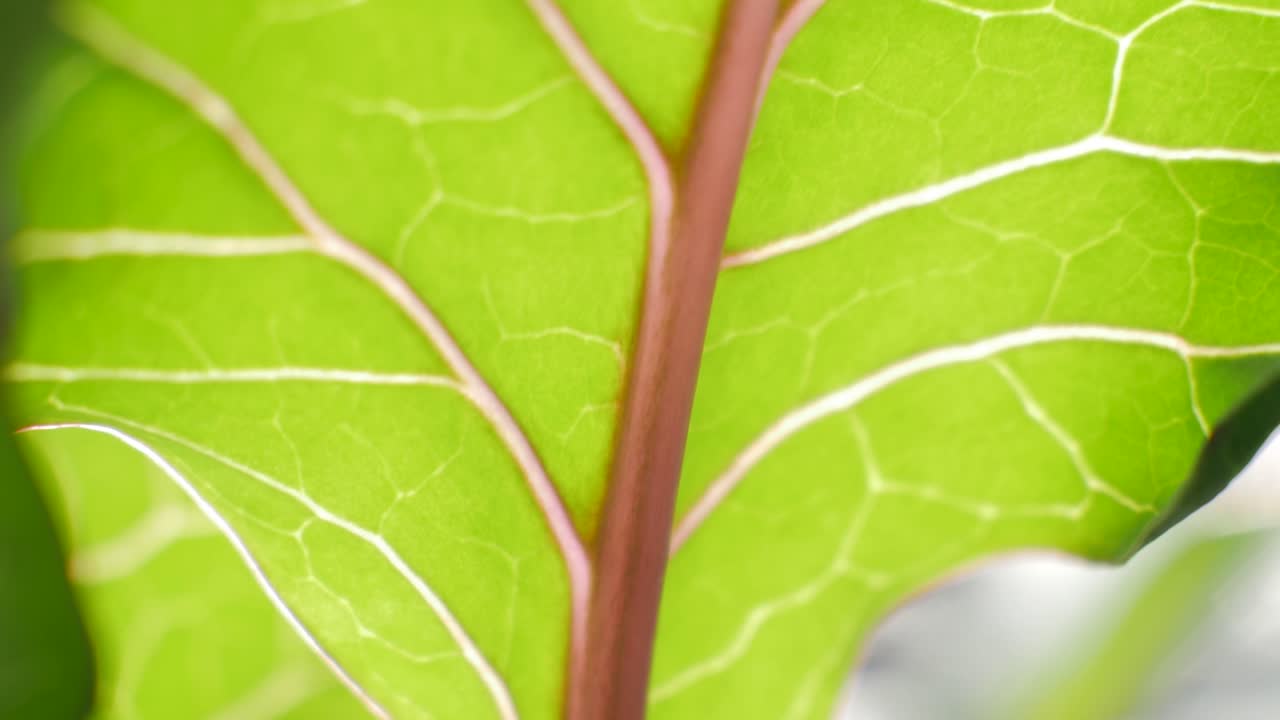 leaf structure, sunlight shimmering throuh close-up
