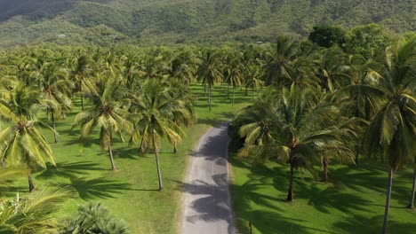 beautiful coconut tree fields view from above in a tropical location