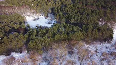 Conifer-forest-with-beautiful-white-ground-in-aerial-high-angle-drone