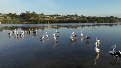 Group-of-pelicans-standing-in-tranquil-reflecting-water-at-Mallacoota