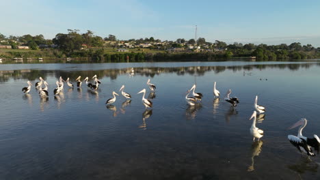 Grupo-De-Pelícanos-De-Pie-En-Aguas-Tranquilas-Que-Reflejan-En-Mallacoota