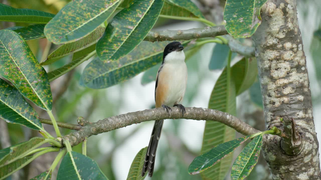 chittering en "the shrike" de cola larga encaramado en el árbol de plumeria - vista frontal de primer plano
