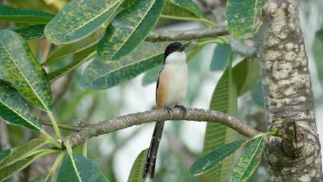 Long-tailed-Shrike-Chittering-Perched-on-Plumeria-Tree---closeup-front-view