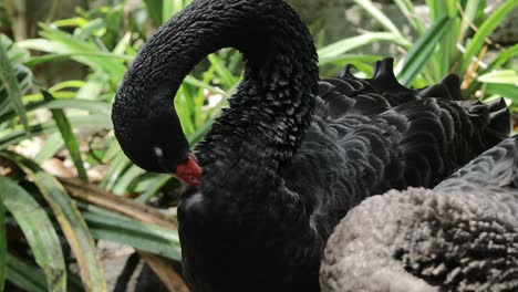 black swan