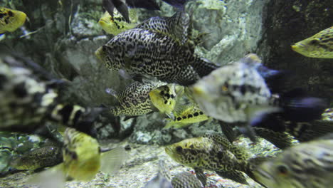 tropical fish in aquarium