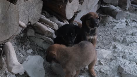 Un-Montón-De-Cachorros-Dulces