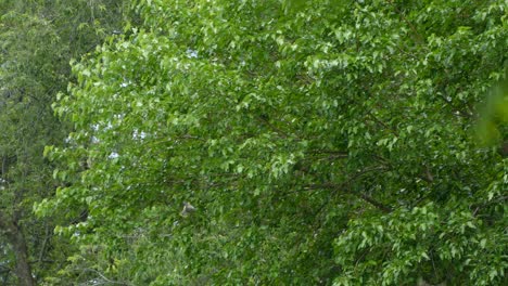 Una-Bandada-De-Pájaros-De-Ala-De-Cedro-Que-Vuelan-Y-Se-Posan-En-Los-árboles