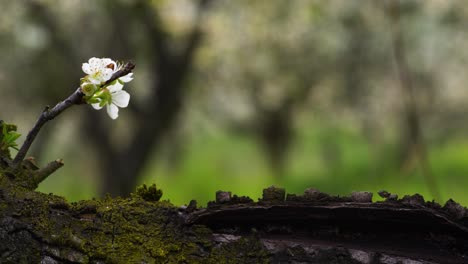 little twig with white blossoms growing out of an old branch with fissure and flaking bark