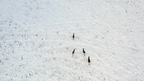 aerial view of small roe deer herd walking on a snow covered agricultural field in rural landscape.