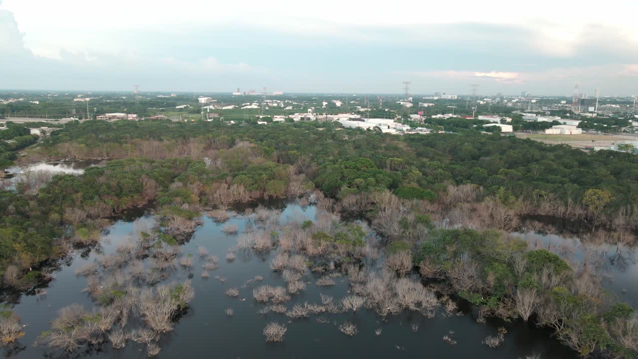 멕시코 유카탄의 범람한 정글