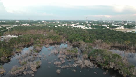 selva inundada en yucatan mexico