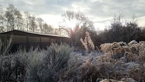 secluded farmland barn hidden behind frost covered fern foliage in morning sunrise