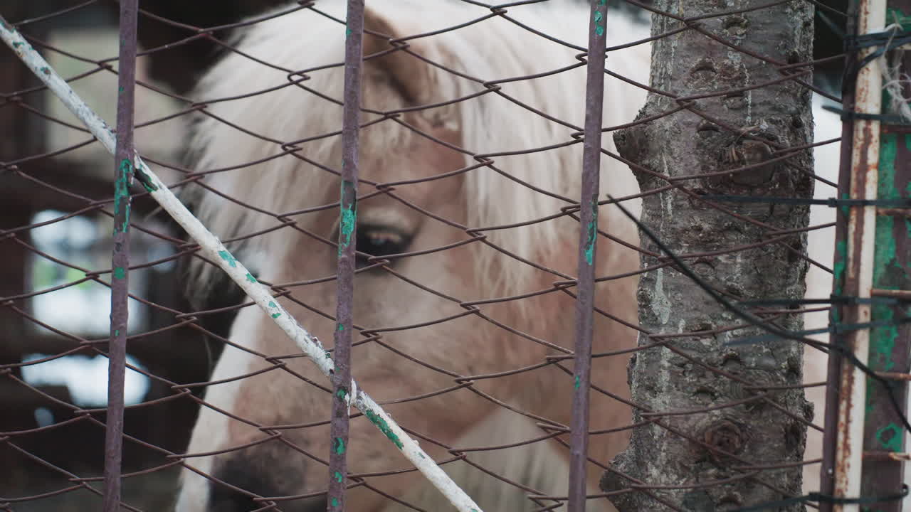 낡은 금속 울타리 너머로 시골 조랑말이 빼꼼히 내다보고 있어요. 호기심 많은 말이 멀리서 풍화된 금속 격자무늬 사이로 관찰하고, 촌에 사는 호기심 많은 말이 낡고 녹슨 울타리 너머를 조심스럽게 살펴보고 있네요.