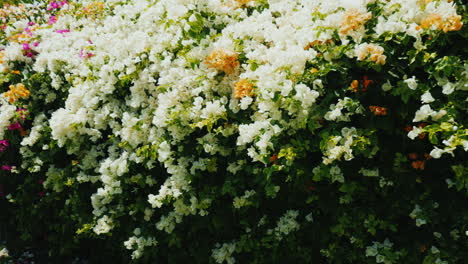 Bright-Flowering-Bushes-In-A-Tropical-Resort-1