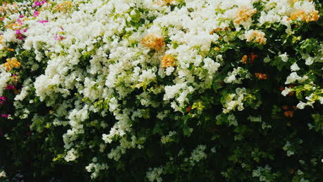 bright flowering bushes in a tropical resort 1