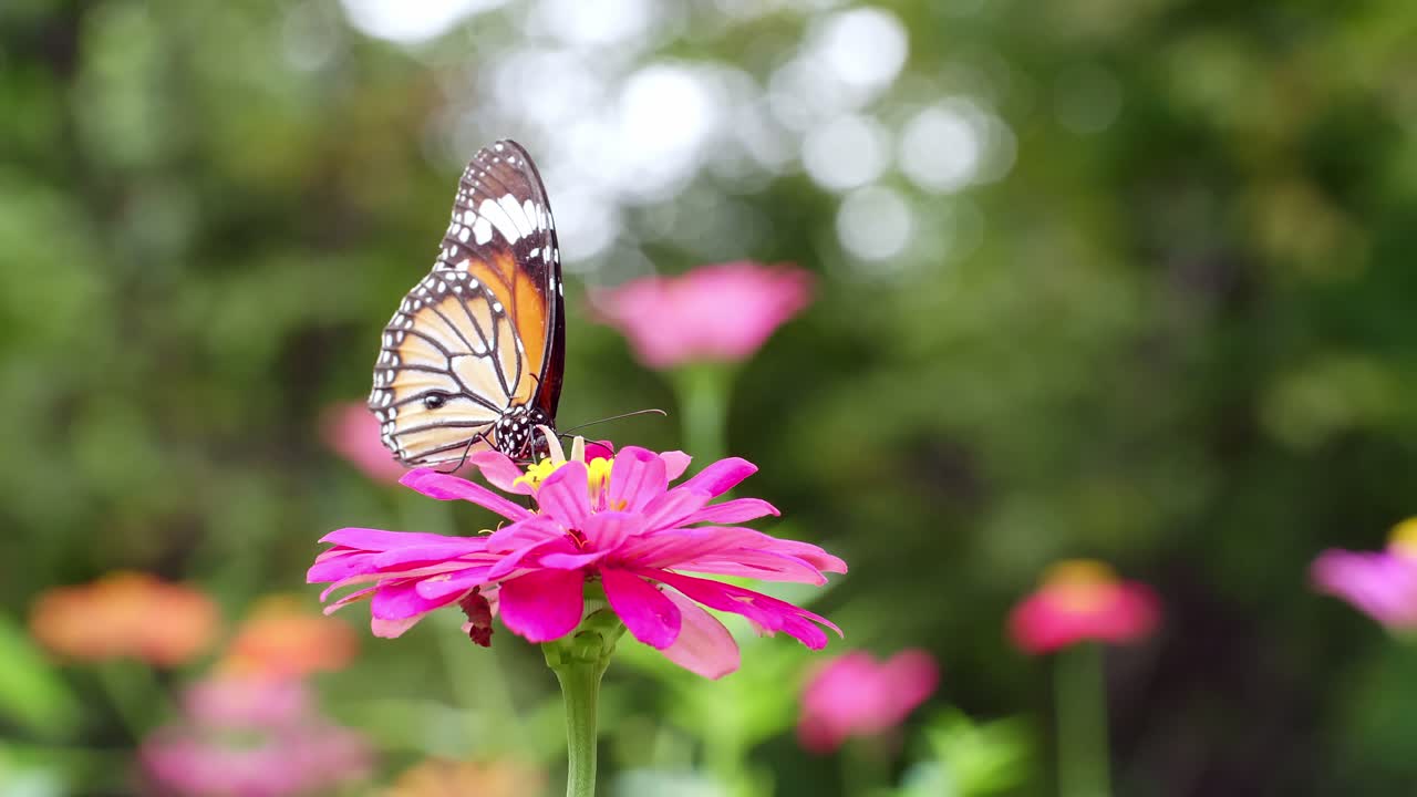 Farfalla Monarca - Una farfalla monarca che si nutre di fiori rosa in un giardino estivo