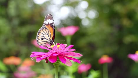 mariposa monarca - una mariposa monarca alimentándose de flores rosas en un jardín de verano