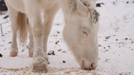 white horse eats food scattered on cold snow in highland