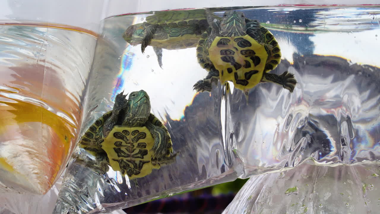 primer plano de pequeñas tortugas y peces en bolsas de plástico para la venta