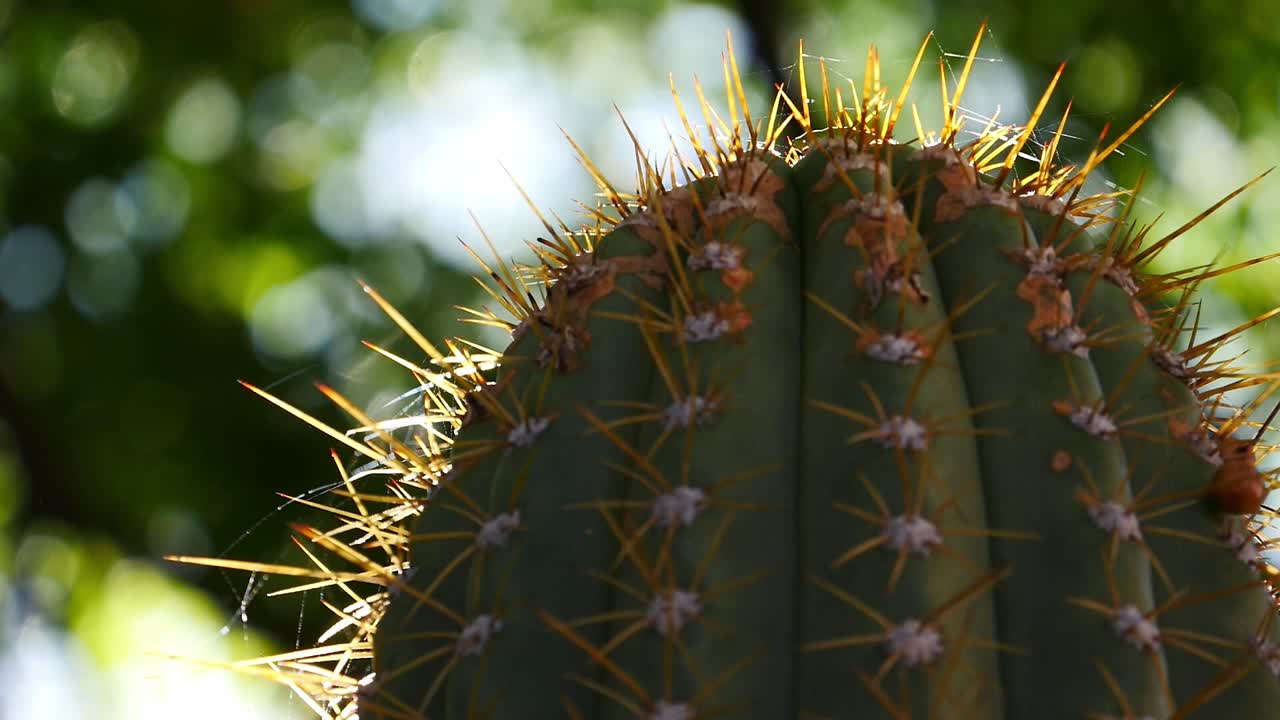 cactus columnar con espinas de color verde y amarillo dorado, bañado por la luz del sol con un fondo de follaje desenfocado
