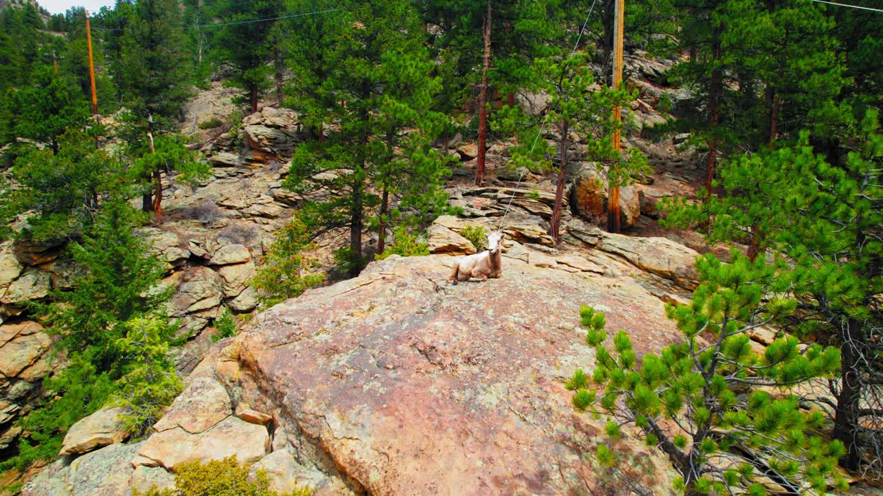 cabra montés descansando en la cima de la ladera rocosa cerca de bosques alpinos de estes colorado